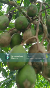 Cóc bao tử (cóc thái)và cóc cầy 1kg