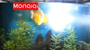 SENTER KEPALA SELAM/ Diving Super Terang 100 Watt - Cahaya Led Kuning