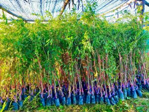 กิ่งพันธุ์มะขามเปรี้ยวยักษ์(ฝักดาบ)(สั่ง1ชุดจะมี5ต้นตกต้นละ40บาท) กิ่งพันธุ์มะขามเปรี้ยวยักษ์(ฝักดาบ) เป็นกิ่งทาบ -สูง100ซม.ขึ้นไป