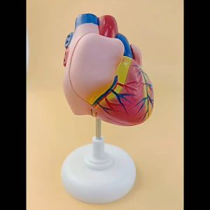 Model Jantung Model Anatomi Manusia Bentuk Jantung