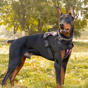 สายจูงเดินควบคุมฝึกสุนัขสำหรับสุนัขขนาดกลางและใหญ่ทำจากไนลอนนิ่มสายรัดหน้าอกสายจูงสุนัขสัตว์เลี้ยงบังเหียนหมาน้อยป้องกันการดึงสายคล้องอกตาข่ายระบายอากาศได้ดี