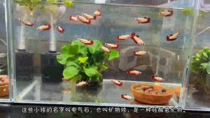 Viên khử độc Maifan Bee Ball xử lý nước lọc khử kim loại nặng bể cá tép thủy sinh store