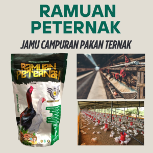 RAMUAN PETERNAK RUBBY PAKHOY ( 250gr ) Jamu Herbal Campuran Pakan Ternak Ayam Laga