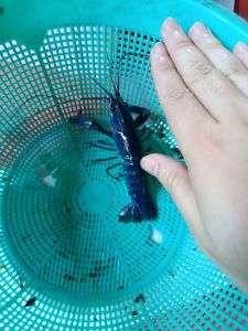 lobster air tawar 4 inchi sepasang (redclaw blue)