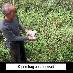 Hexazinone Weed Killer: Herbicide for Various Plants & Permanent Grass Control