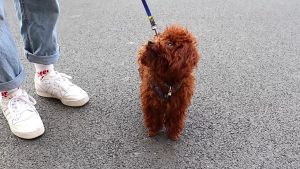 Candy Color Pet Shoes & Dog Rain Boots: Waterproof & Antiskid Options