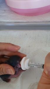 เสื้อจุก จุกป้อนนมสัตว์ จุกป้อนนมแมว พร้อมจุก นิ่ม เหมือนหัวนม กระทั่งสำหรับ 1-10ml