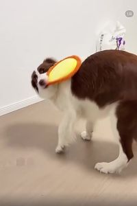 Plush Dog Frisbee Squeaky Pet Toy Chew Resistant Teeth Grinding Interactive Training Toy for Puppy Relieve Boredom Consume Energy Soft Stuffed Animal Frisbee Dog Play Toy Outdoor Interactive Pet Supplies