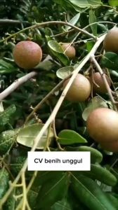 Bibit Kelengkeng Pingpong Okulasi Super Unggul