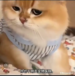 Hot 【全崇净】猫狗崇净宠物猫咪狗狗天然植物驱虫视频同款 COD