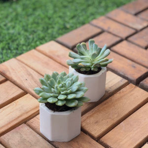 pot mini pot sekulen pot kaktus pot souvenir pot wadah lilin dll putih