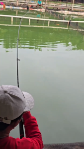 Essen oplosan bolu melati 15ml | essen rame dan indukan