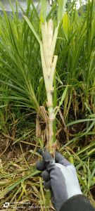 Benih odot sudah bertunas siap tanam