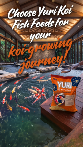 Yuri Koi Fish Feeds Floating Pellets - 10kg