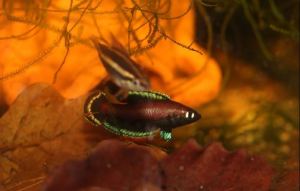 [Ah Jiong Aquatic]—— Parosphromenus Nagyi  二线纳吉