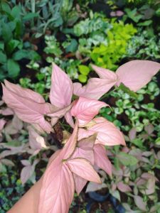 pink syngonium neon ROBUSTA live plants