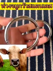 ห่วงจมูกวัว สแตนเลส 3 นิ้ว ห่วงสำหรับใส่จมูกวัว โค กระบือ ไม่เป็นสนิม