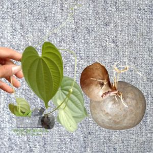 Bibit Umbi Kentang Gantung Siap Tanam Per Bibit/ Buah