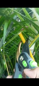 Gunting Okulasi Grafting & Pruning: Pemotongan Tanaman Serbaguna