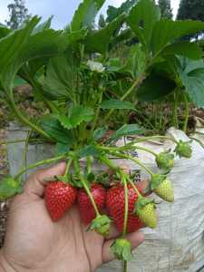 Bibit strawberry Red Giant Big