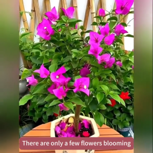 🌺MORE FLOWERSLESS WAIT🌺bougainvillea flowering fertilizer 300g Strengthens Roots Big & Bright Blooms Greener Leaves foliar fertilizer for flowering
