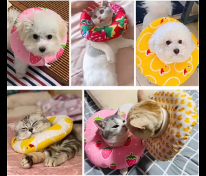 VÒNG CỔ THÚ CƯNG VÒNG CỔ LOA CHỐNG LIẾM CHO THỎ CHÓ MÈO TỪ 0.1-8KG CHO CHÓ MÈO THỎ