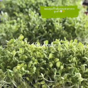 เมล็ดต้นอ่อนทานตะวัน (ดำลายนำเข้า)