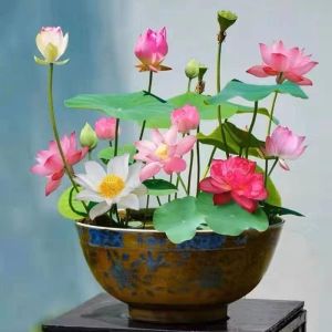 benih biji teratai lotus pink bowl 50 butir