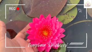 บัวฝรั่งพันธุ์ ราสเบอรี่