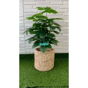 Pohon Artificial Tanaman Hias Anubias Hijau X18 Semilatex Cover Pot Eceng Gondok Dekorasi Cafe Aesthetic