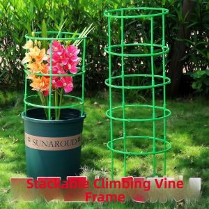 Universal Indoor Support Stand for Crab Claw and Lotus Plants