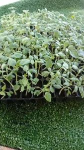 ต้นกล้ามะเขือเทศราชินีสีแดง(ต้นละ 3 บาท)