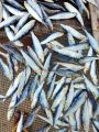 Tamban/ Tabagak dried fish VACUUM SEALED (NOT TOO SALTY) fresh from bantayan island Cebu 150 grams. 