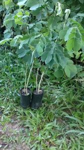 ต้นจามจุรี หรือก้ามปู แพ๊ค10ต้น200บาทพร้อมปลูก