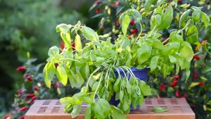 BASIL GENOVESE SEEDS (110pcs seeds) SWEET/HERB/EASY TO GROW/HYBRID