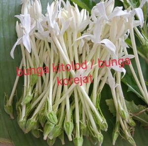 BUNGA KITOLOD ATAW BUNGA KOREJAT
