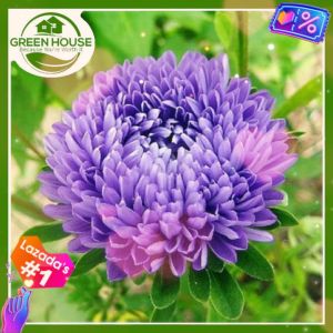 Green House® - Aster Flower Seed Mix Colors for Planting Carpet Flowers (20 Seeds) incl. Instruction for Plant