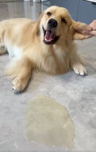 100pcs Super Absorbent Paper | Pet Pee Pad | Pet Urine Paper | Pet Wipes