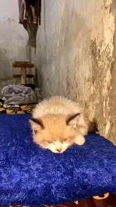 Holycatlabs Royal Care Obat Diare | Obat Diare dan Mencret Ampuh Sembuh Dog Cat