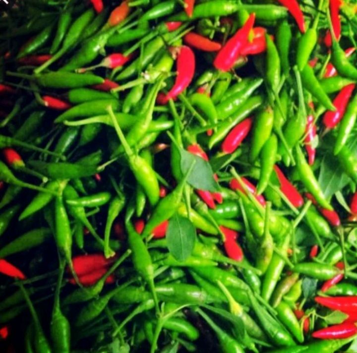 Biji Benih Lada Padi Chilli Padi Seeds Lazada