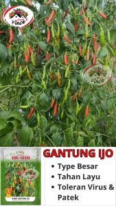 Benih Bibit Cabe Rawit Hijau Merunduk GANTUNG IJO 10 gr Cap You Seed