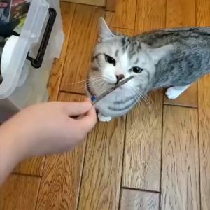 คุณสมบัติของกัญชาแมว 3 ช่อง 5ชั่วโมง เป็นการผลิตจากธรรมชาติ 100% ปลอดภัย มีส่วนผสมมากขึ้น ไม่ใส่สารอันตรายต่อน้องแมว