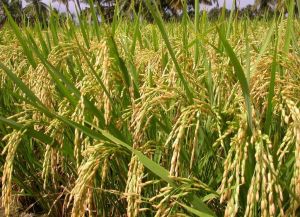 Rice Seeds Unggul ANTASENA kualitas super kemasan 1kg