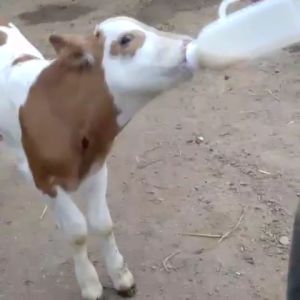 ขวดป้อนนมวัว พร้อมจุกนม ขวดนมวัว ขวดป้อนนมแพะ 250ml/850ml/1L/2L จุกนม วัว แพะ ส่งจากไทย