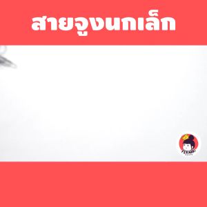 9.84 FT Bird Training Leash Set: Cockatiel Lovebird Accessories