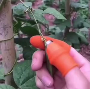 Găng Tay Làm Vườn Có Lưỡi Dao Inox – Combo 2 Bộ – Hái Trái Cắt Lá Gọt Vỏ Nhanh Gọn Chống Trượt