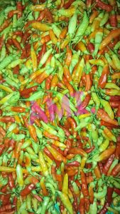 Cabe Rawit ORI Aura 212 250 GRM Original