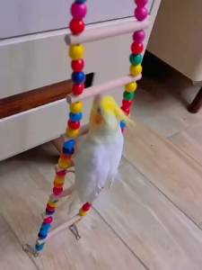 ของตกแต่งกรง สะพานนก บันไดไม้ ของเล่นนก หงส์หยก เลิฟเบิร์ด ชูก้า ของเล่นสัตว์เลี้ยง สะพานแขวน ปีนป่าย กรงนก ตกแต่งกรง