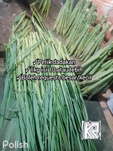 Sayur terubuk fresh baru petik