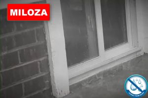 Keo Chống Dột Mái Tôn Dsq 700ml - Bình Xịt Chống Thấm Tường Bể Cá Vá Mái Ngói Mái Tôn Đường Ống Rò Rỉ Nước [MILOZA]